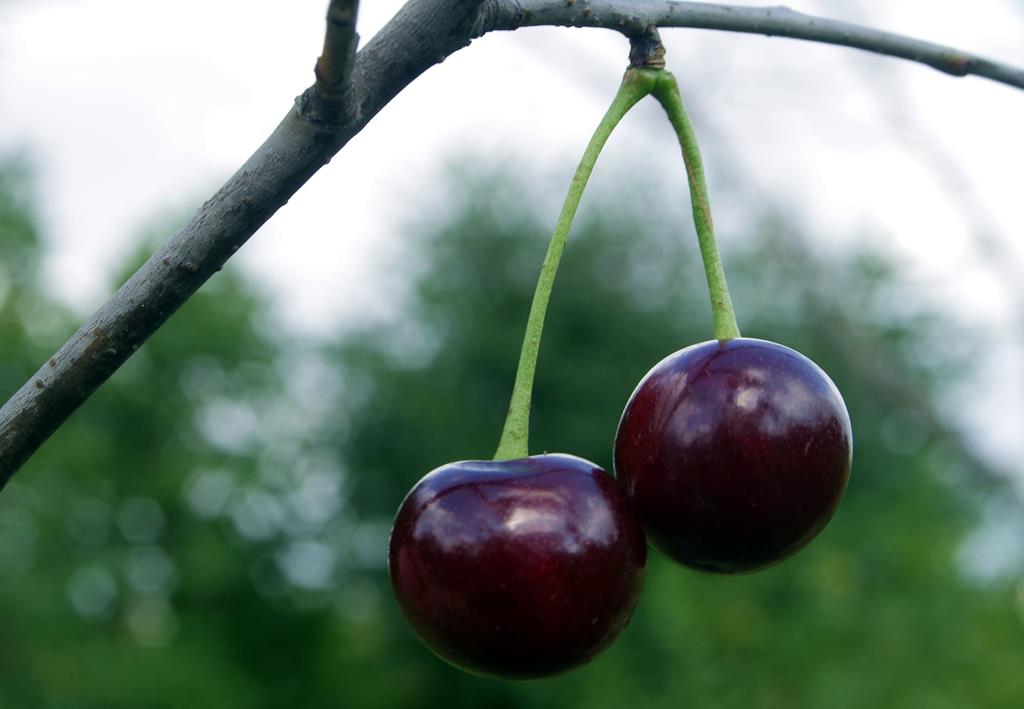 o vinho Mascota Vineyards Unánime Gran Vino Tinto possui sabor frutado que lembra o da cereja