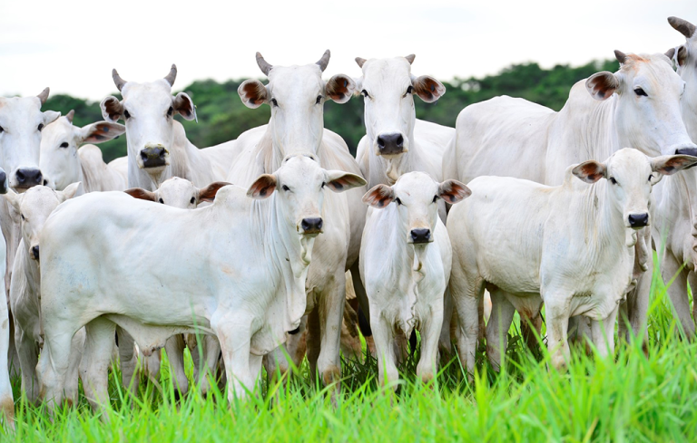 MaisAtivo ingressa no segmento rural