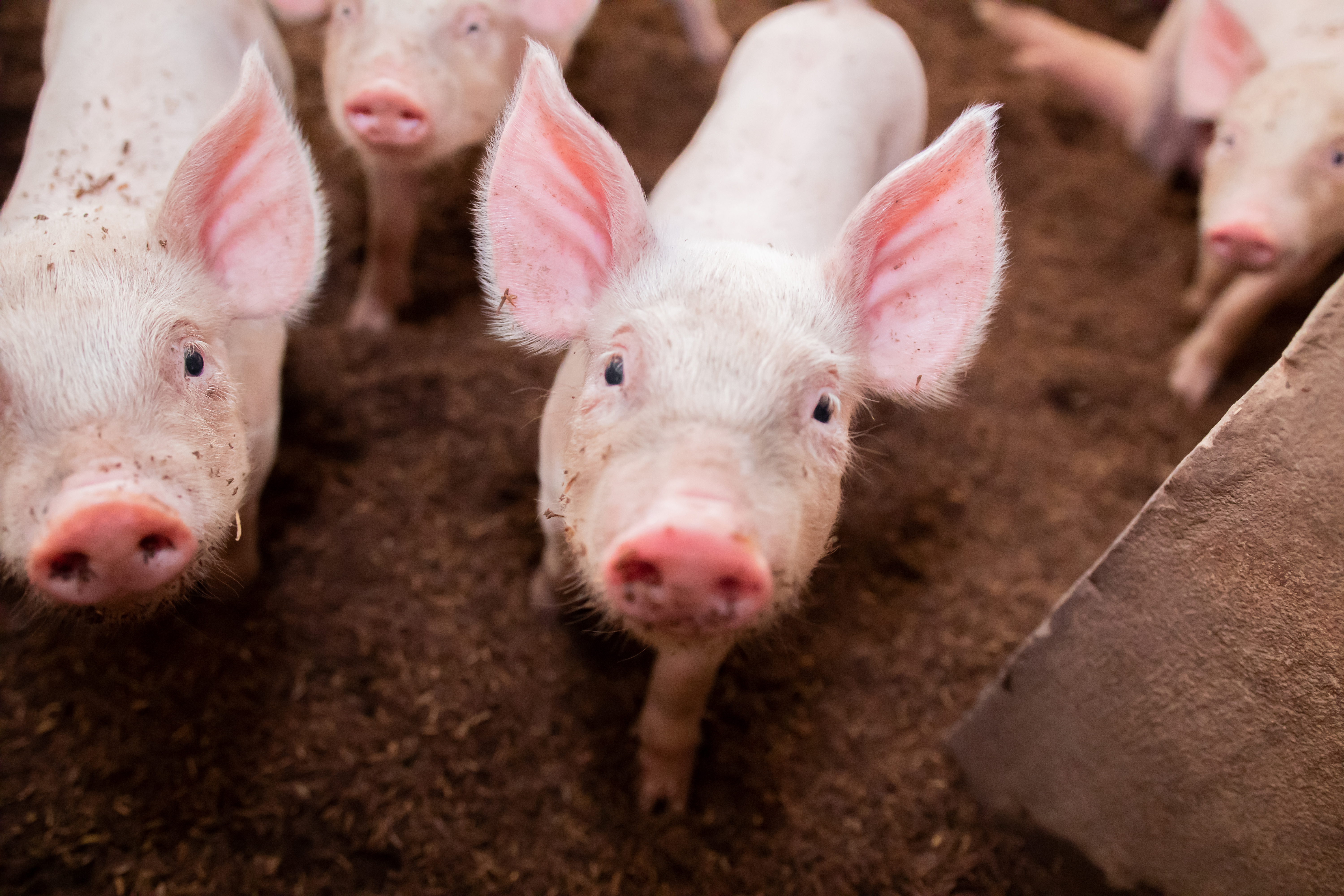 Setor de suínos aposta na venda de animais por meio dos leilões online