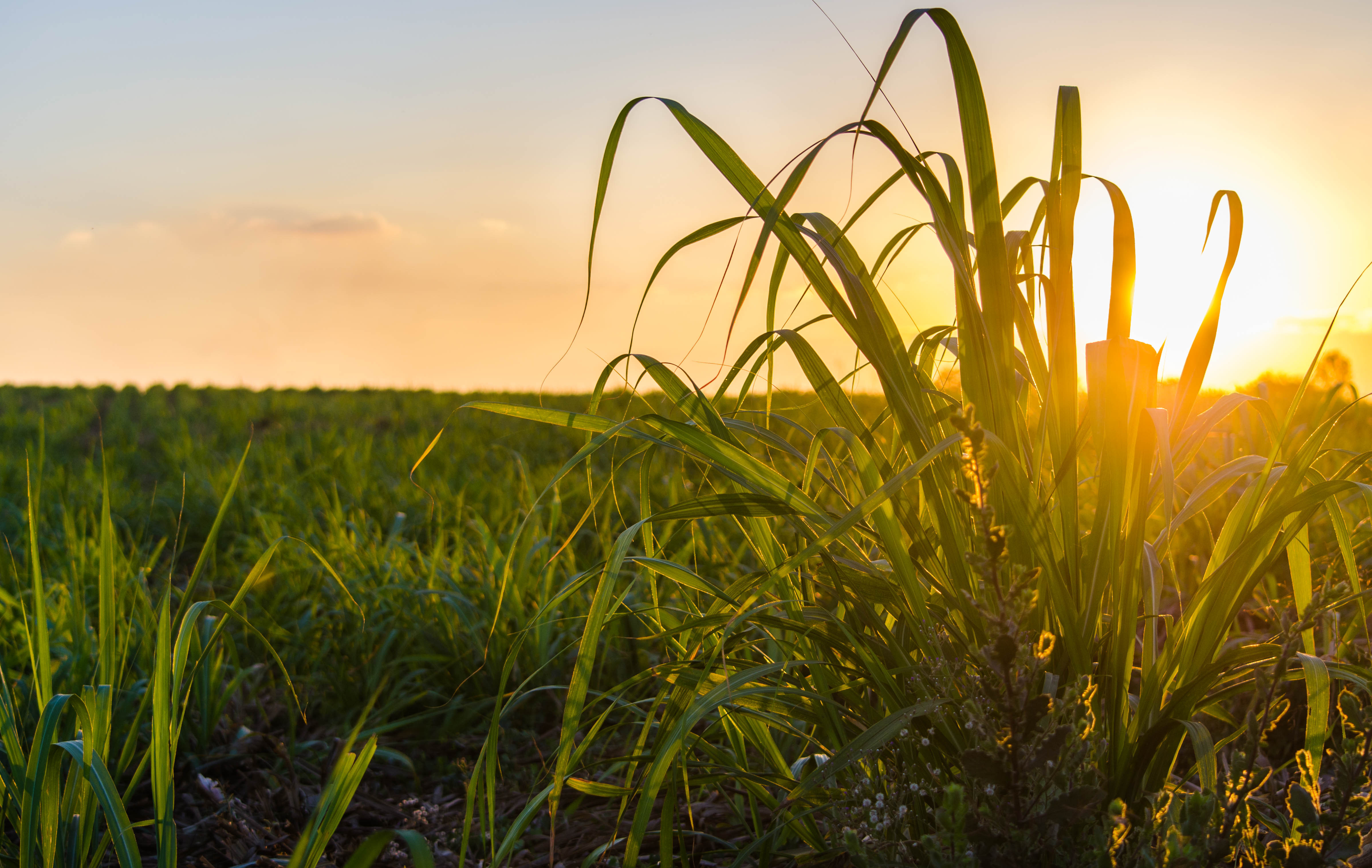 Syngenta realiza leilão de máquinas e equipamentos usados no processo de produção de cana-de-açúcar