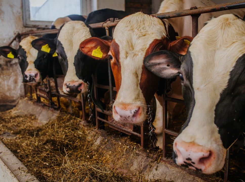 Como a tecnologia tem transformado a produção animal na pecuária: imagem de vacas se alimentando na época de engorda do gado.