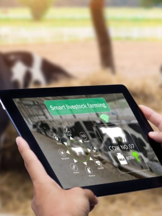 Como a IoT tem revolucionado a produção animal na pecuária