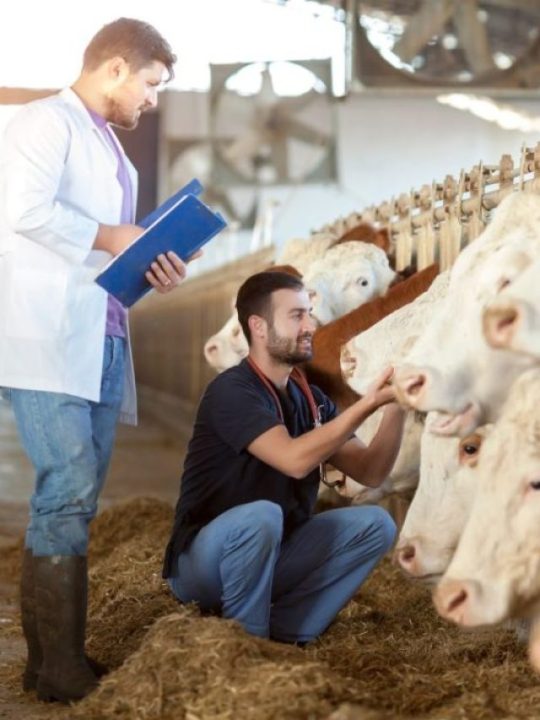 Os benefícios da automação na produção animal