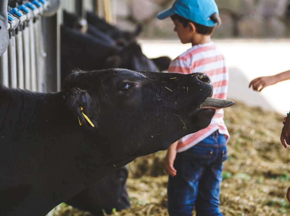 Importância do monitoramento da saúde animal na pecuária