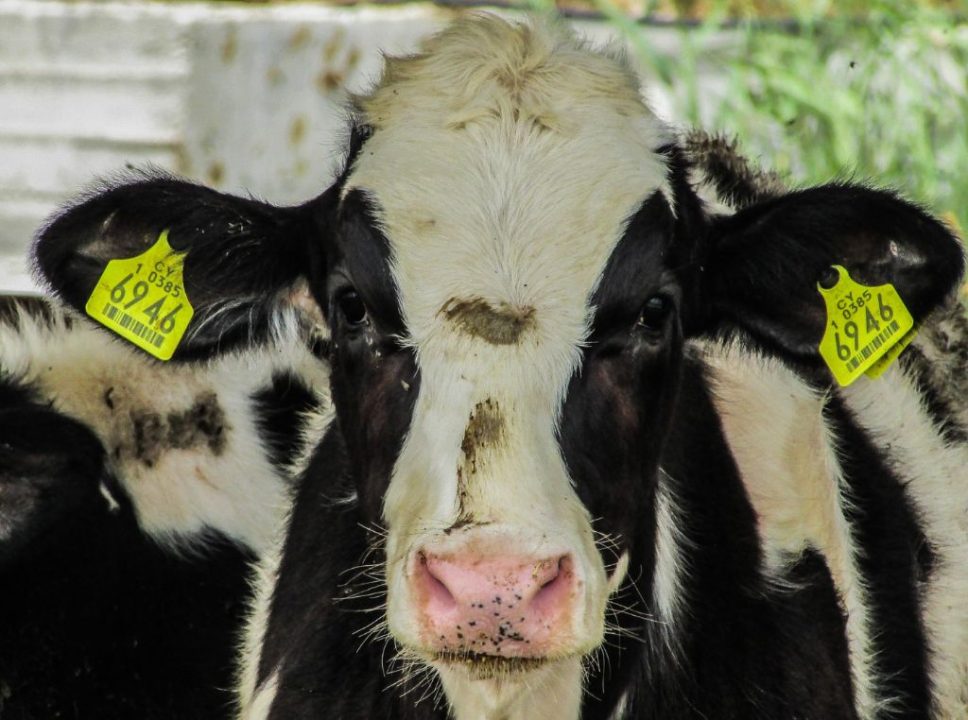 Importância do monitoramento da saúde animal na pecuária