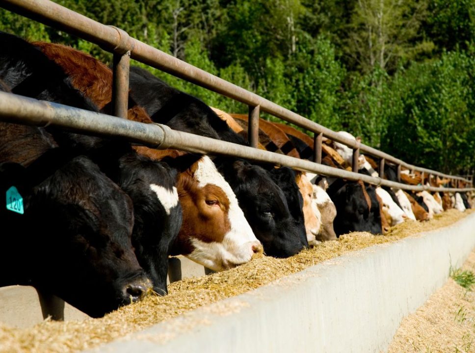 A nutrição de precisão na produção animal faz com que o agricultor veja com outros olhos o seu animal. Melhorando e otimizando pontos importantes de sua fazenda.