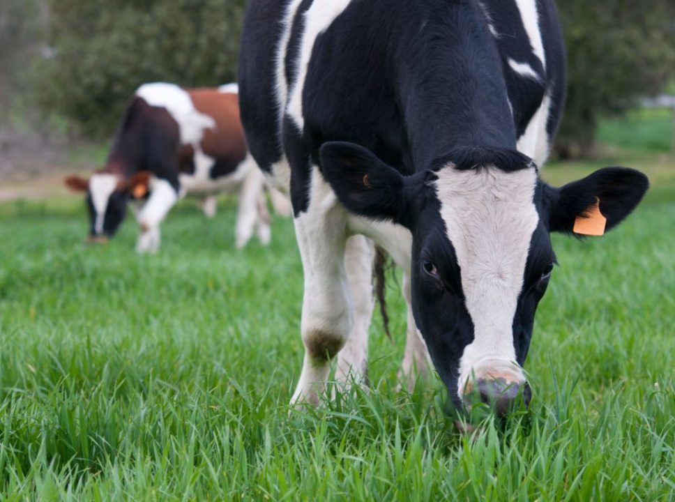 Imagem do gado de alimentando, simbolizando a nutrição de precisão na produção animal.