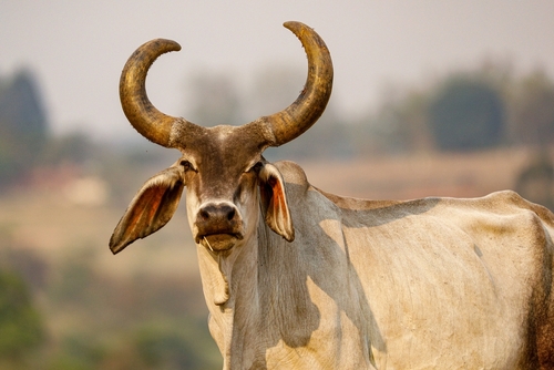 Shopping Sem Reservas RKC oferta Brahman e Guzerá no Canal do Campo