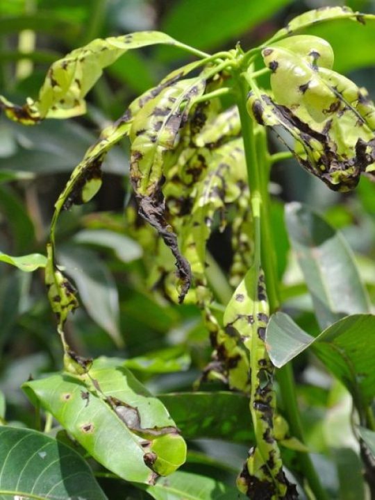 Entendendo a Antracnose: O que é e como identificar