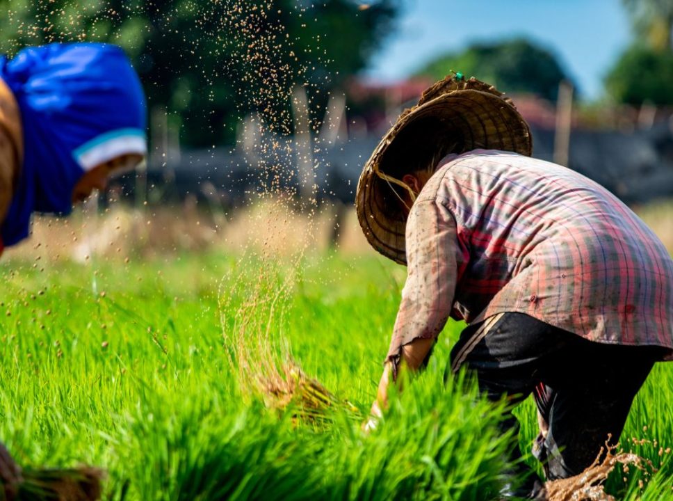 Os maiores produtores de arroz do Brasil