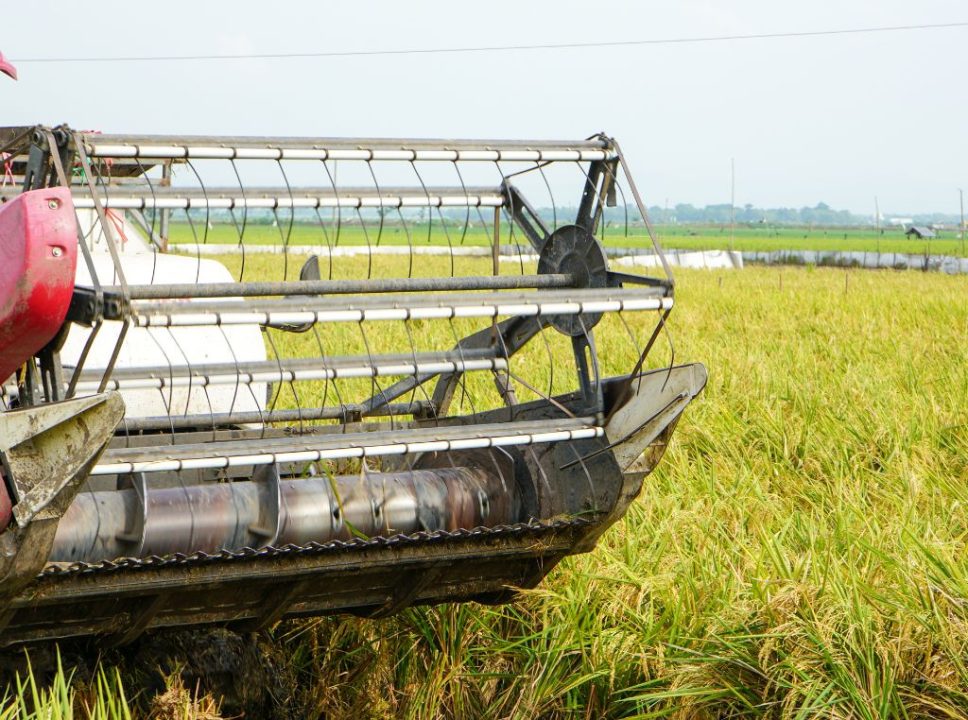 Os maiores produtores de arroz do Brasil