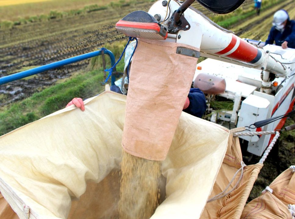 Os maiores produtores de arroz do Brasil