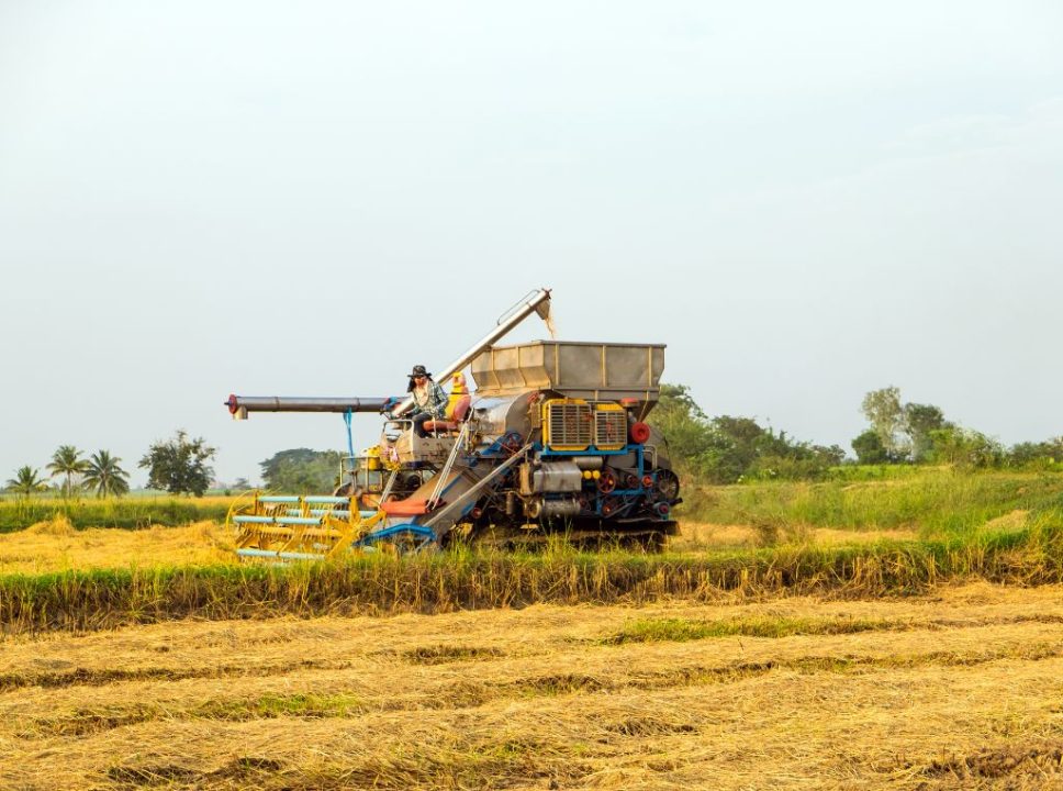 Os maiores produtores de arroz do Brasil