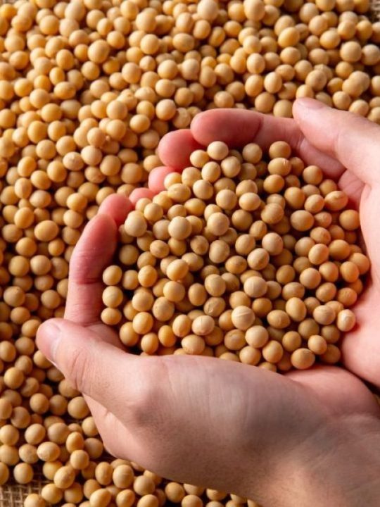 Top 3 maiores produtores de soja do mundo