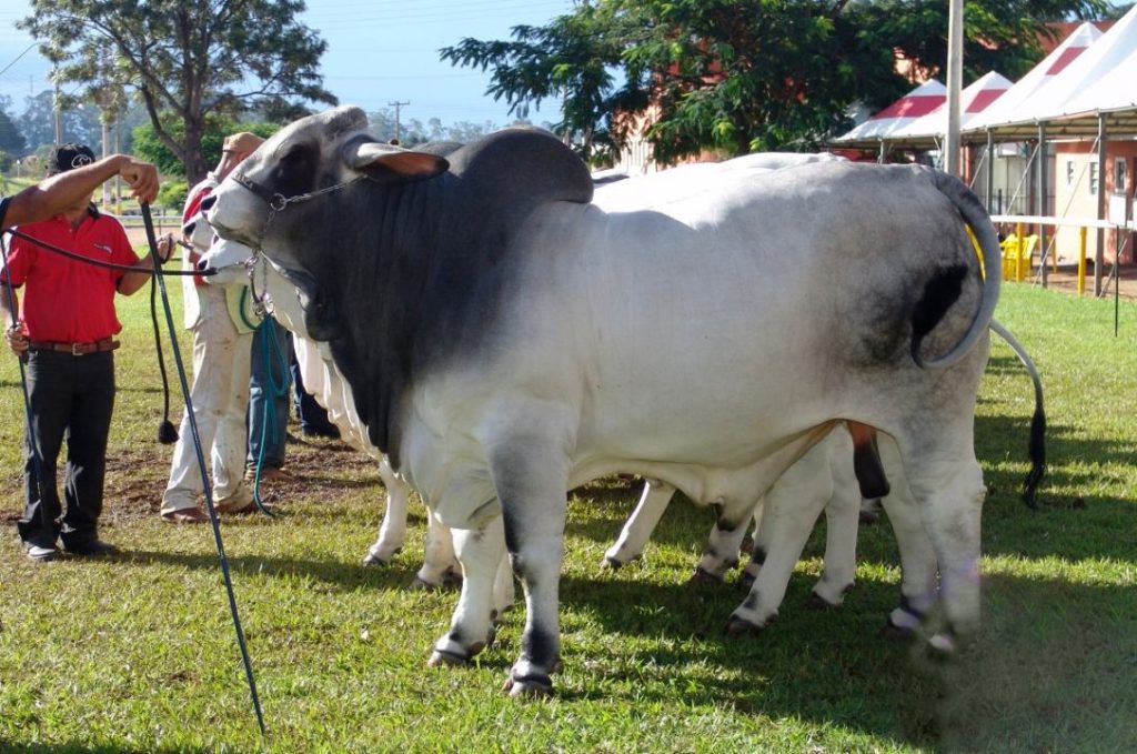 brahman