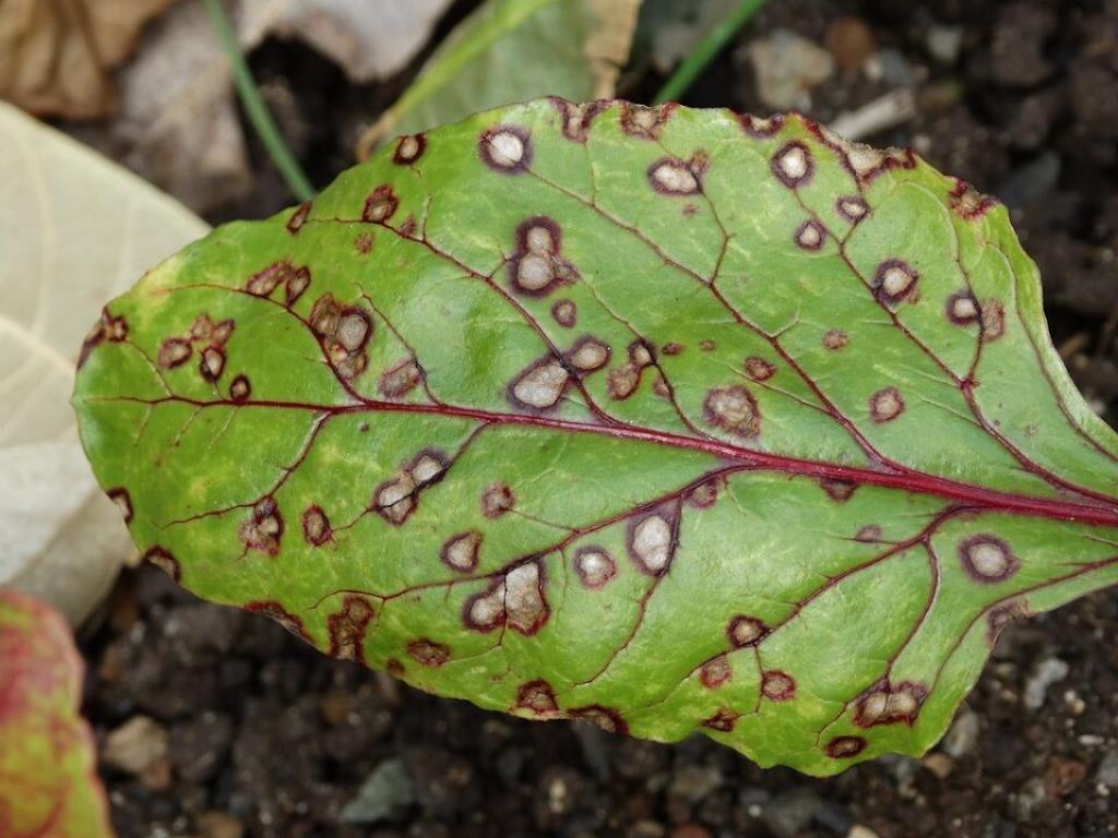 Cercosporiose: tudo que você precisa saber sobre essa doença da soja