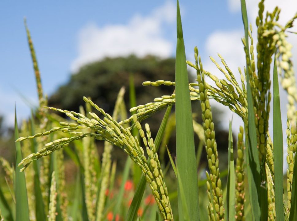 Os maiores produtores de arroz do Brasil