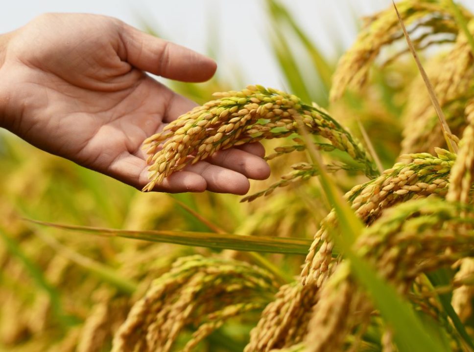 Os maiores produtores de arroz do Brasil