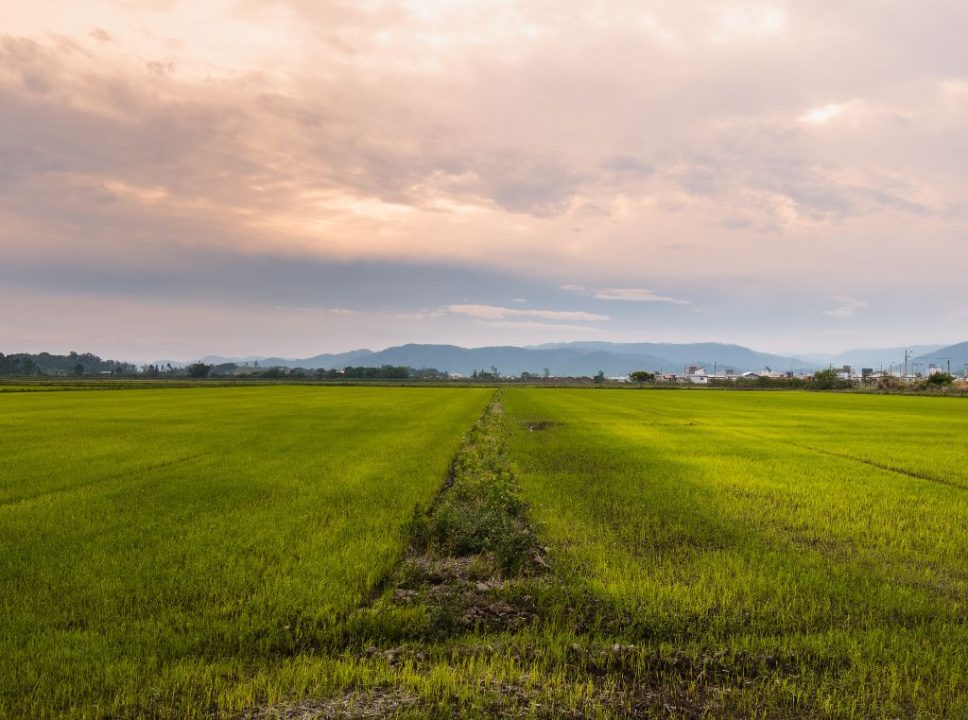 Os maiores produtores de arroz do Brasil