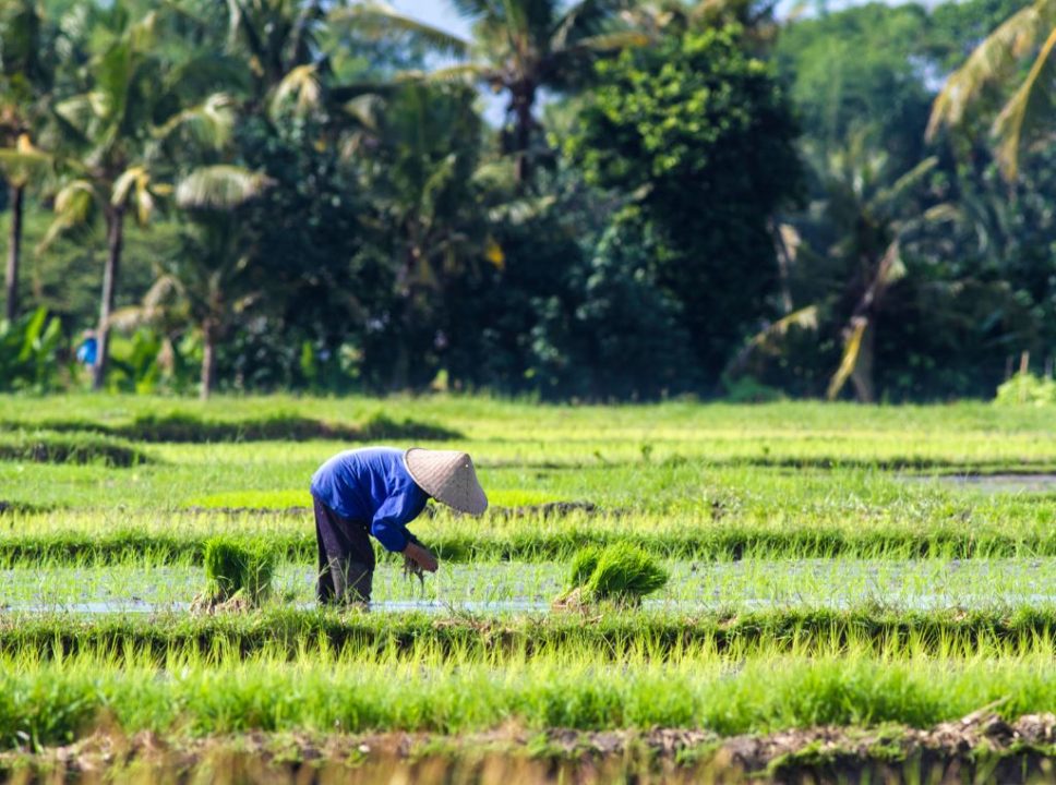 Um dos destaques é para o Maranhão como produtor de arroz no Brasil.