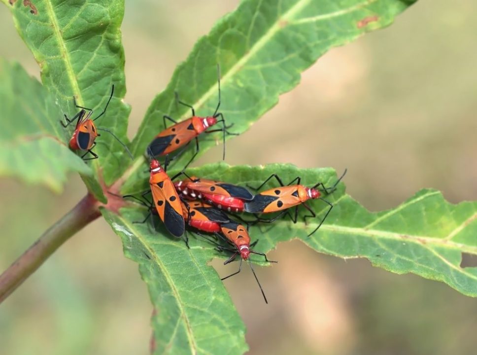 Pragas e doenças da soja conheça os principais problemas que afetam as plantações