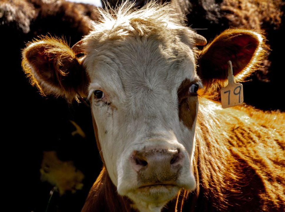 Raças de boi mais caras do mundo: Hereford