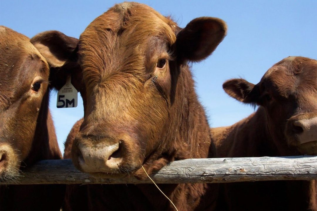 Comparação de raças bovinas: Qual é a melhor para a sua fazenda?