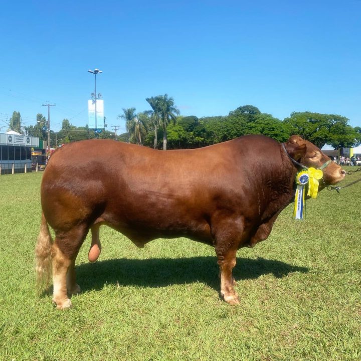 Limousin raças mais caros do mundo