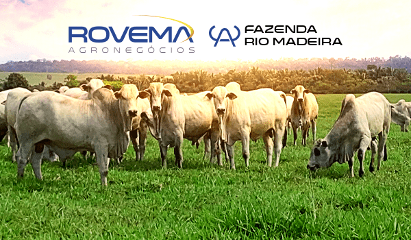 Rovema Agronegócios oferta 65 touros Nelore no Canal do Campo