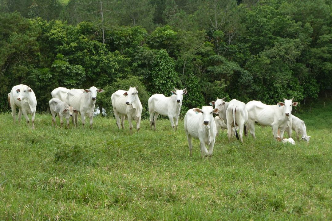 Como identificar Nelore? Características físicas e comportamentais desta espécie