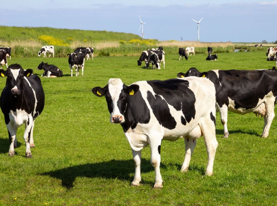 Fazenda de confinamento: como a tecnologia aumenta a eficiência e a produção?