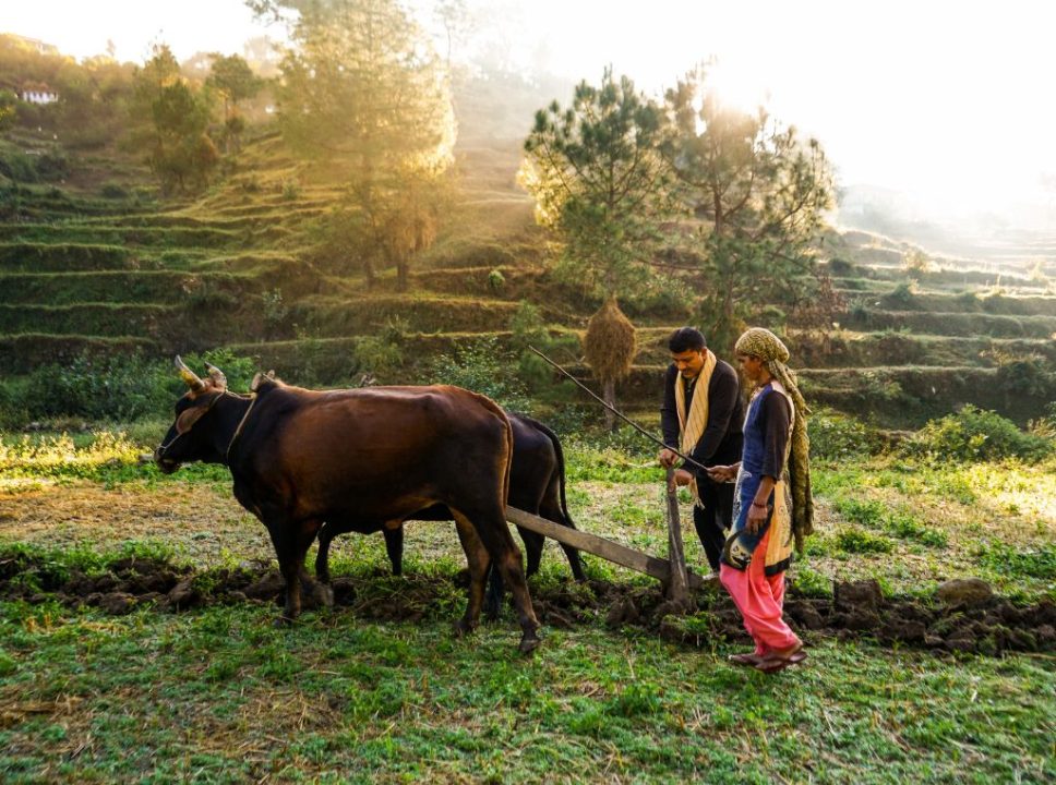 Fazenda de confinamento: como a tecnologia aumenta a eficiência e a produção?