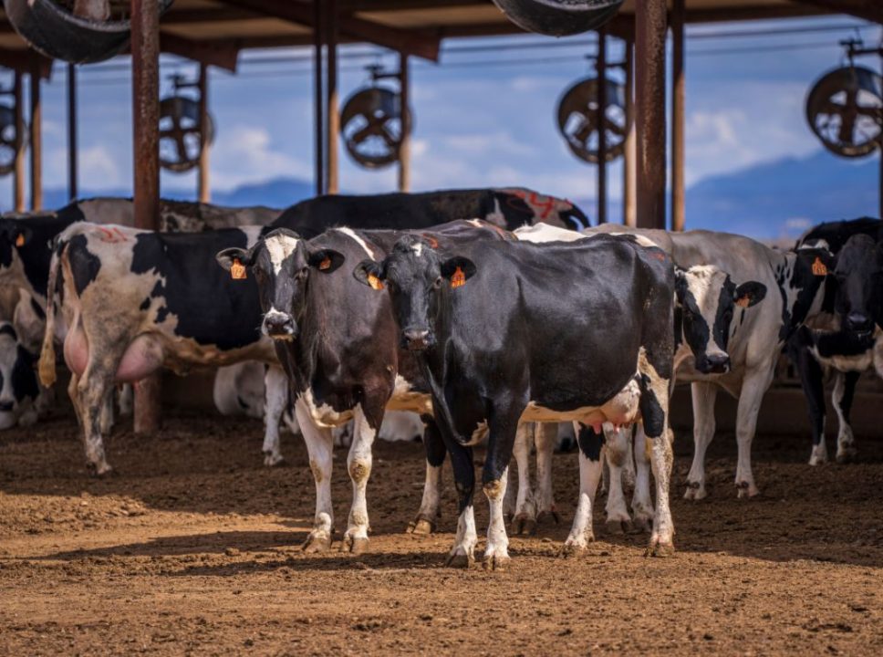 A importância da genômica na seleção de animais para a produção pecuária