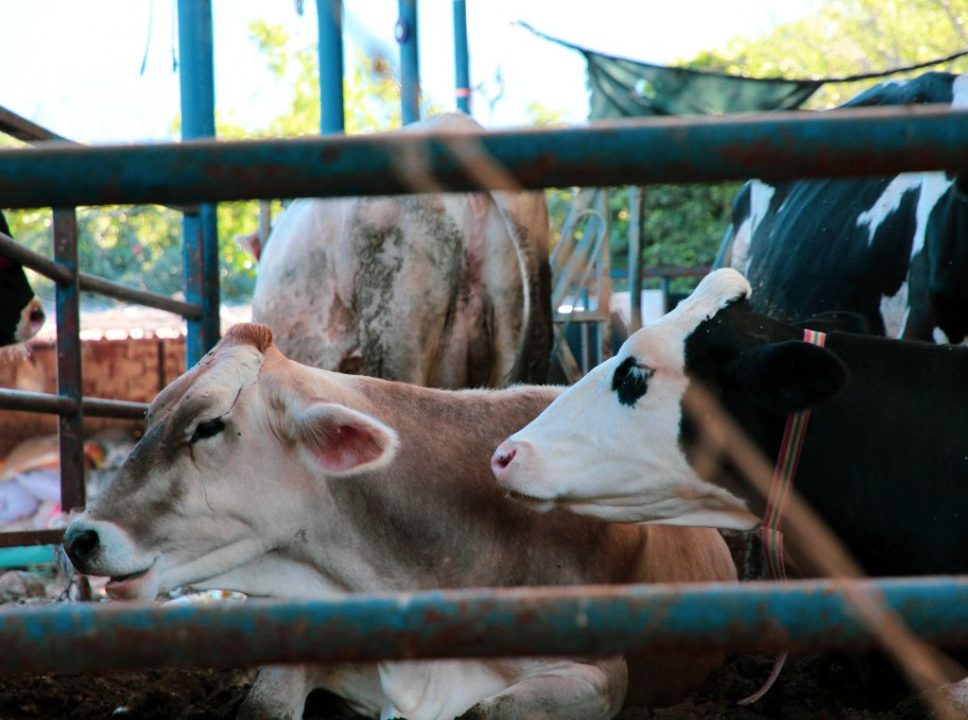 A importância da rastreabilidade na cadeia de suprimentos da pecuária