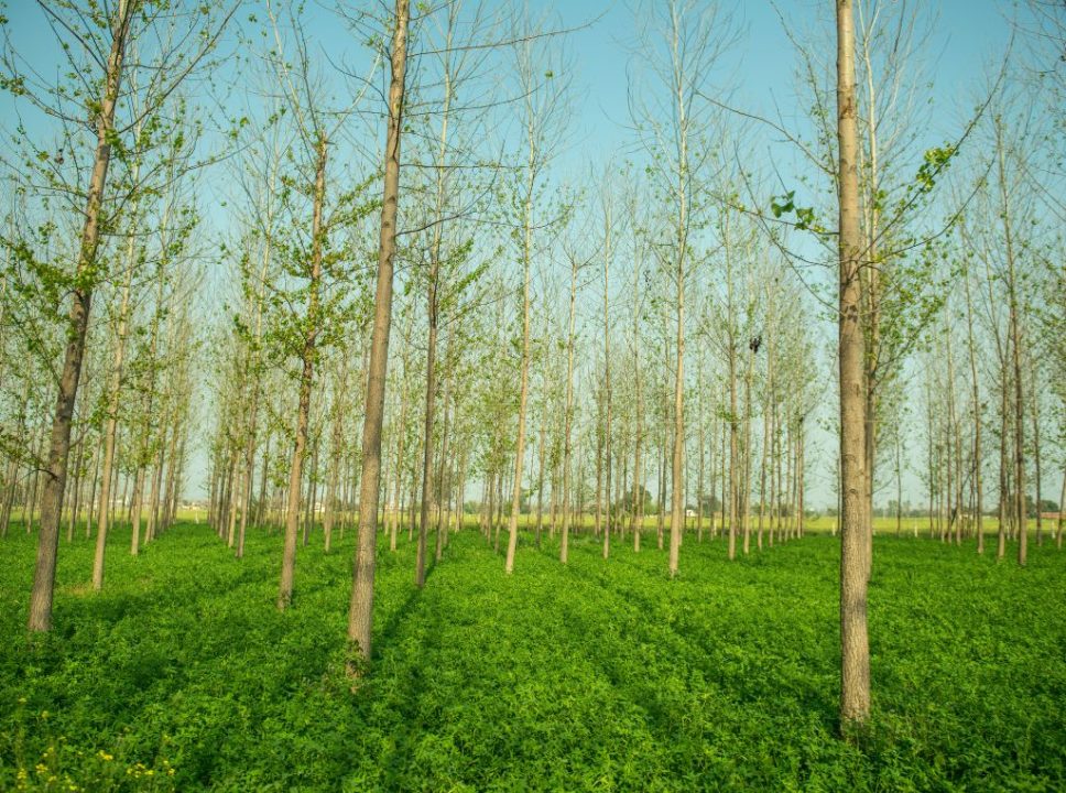 'Agrofloresta: o que é e como ela pode contribuir para a sustentabilidade na pecuária?