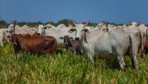 3º Leiloshopping Real oferta animais para recria, corte e leite em leilão no Canal do Campo