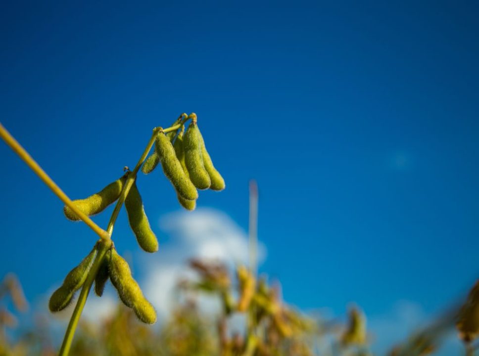 7 motivos para plantar soja