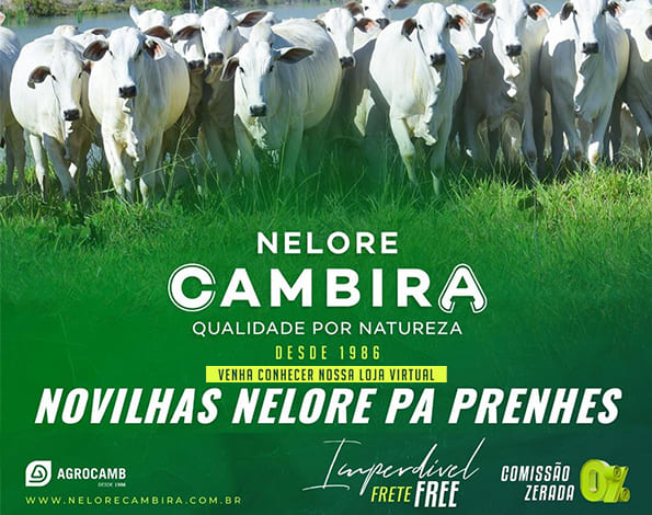 Loja Nelore Cambira: bezerras, novilhas PA e Procamb prenhez de alta qualidade, com facilidade de pagamento para produtores de todo o país