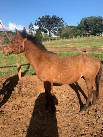 Prefeitura Municipal de Clevelândia – PR realiza leilão de Equinos por lances a partir de R0