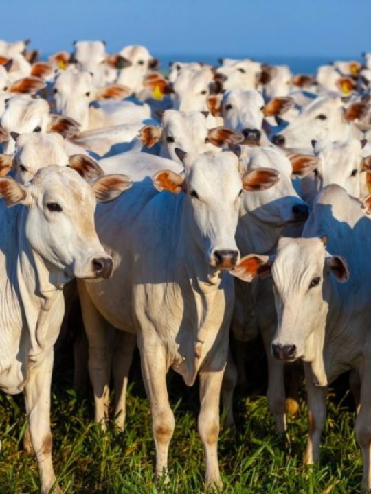 Variações, sub-raças e linhagens do Nelore