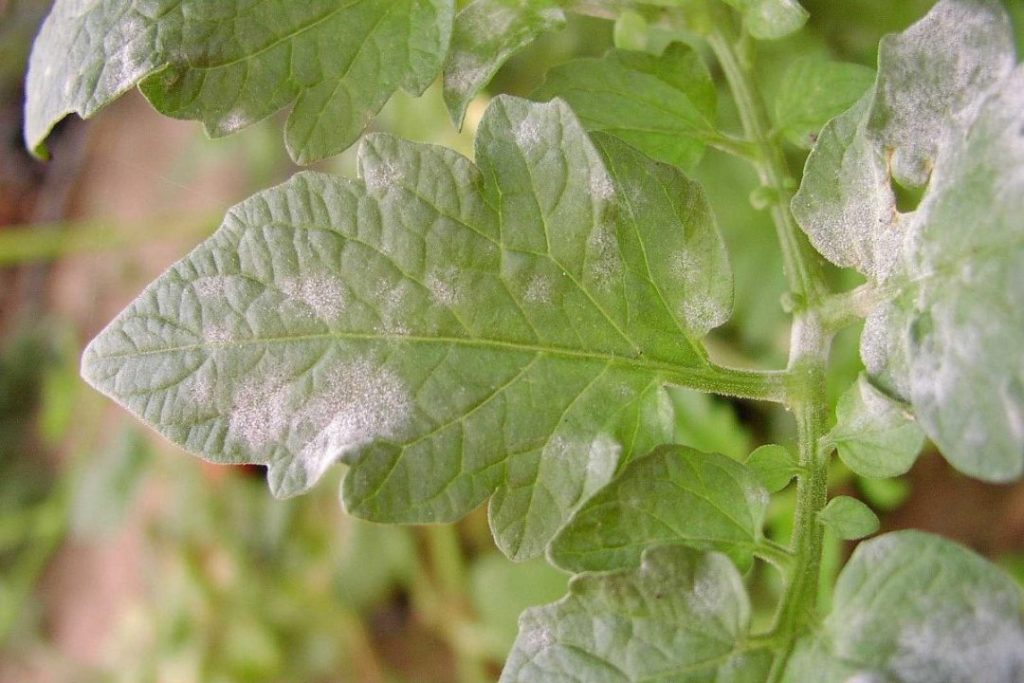 planta de tomateiro afetado por oídio