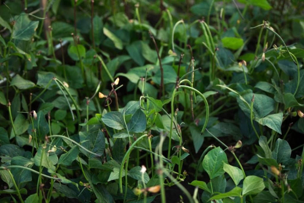 plantação de feijão afetada