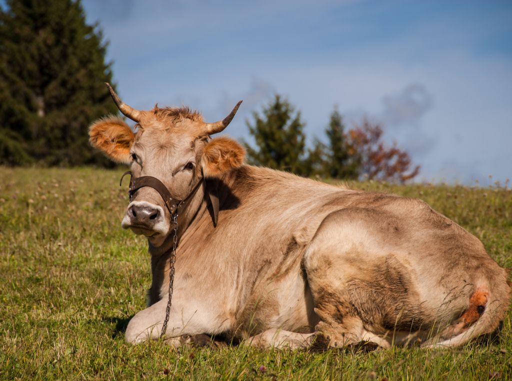 Genética bovina: Essas tecnologias reprodutivas são grandes aliadas do melhoramento genético: