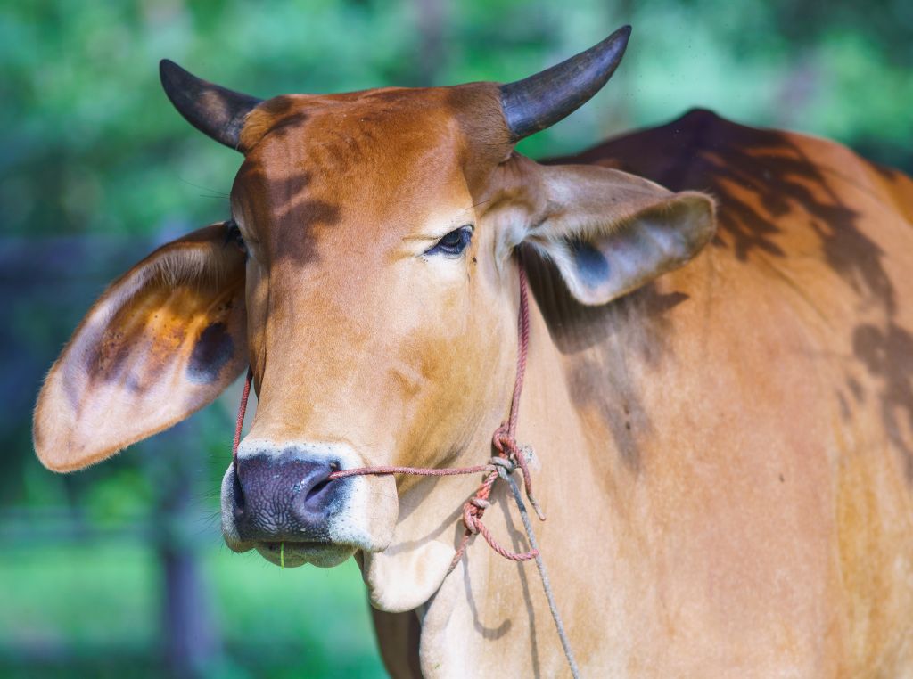 A genética bovina deixou de ser uma opção distante para poucos e se tornou um instrumento acessível e decisivo para o sucesso da pecuária moderna.