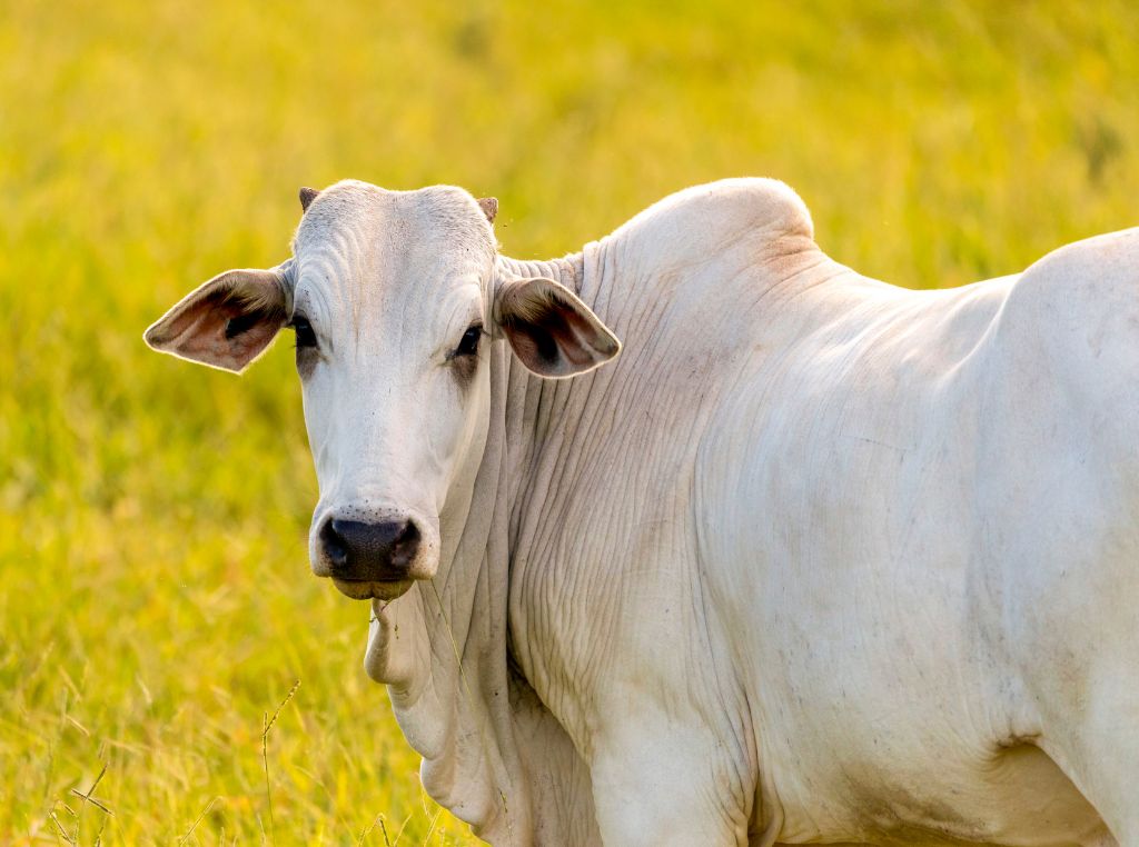 Genética bovina é o ramo da genética animal que estuda e aplica os princípios da hereditariedade no gado, ou seja, como as características físicas e produtivas dos bovinos são transmitidas de geração para geração. 