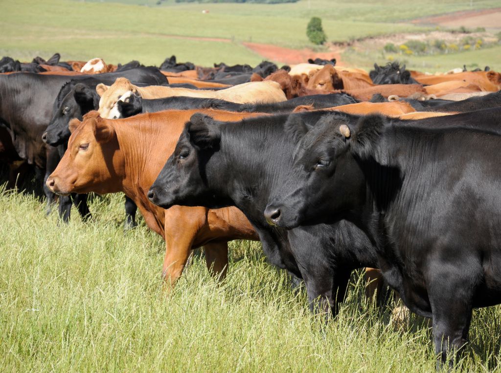É a raça mais criada no Brasil, representando mais de 80% do rebanho nacional de corte. Embora a qualidade da carne não seja seu ponto mais forte, seu custo-benefício e rusticidade a tornam ideal para produção em escala.