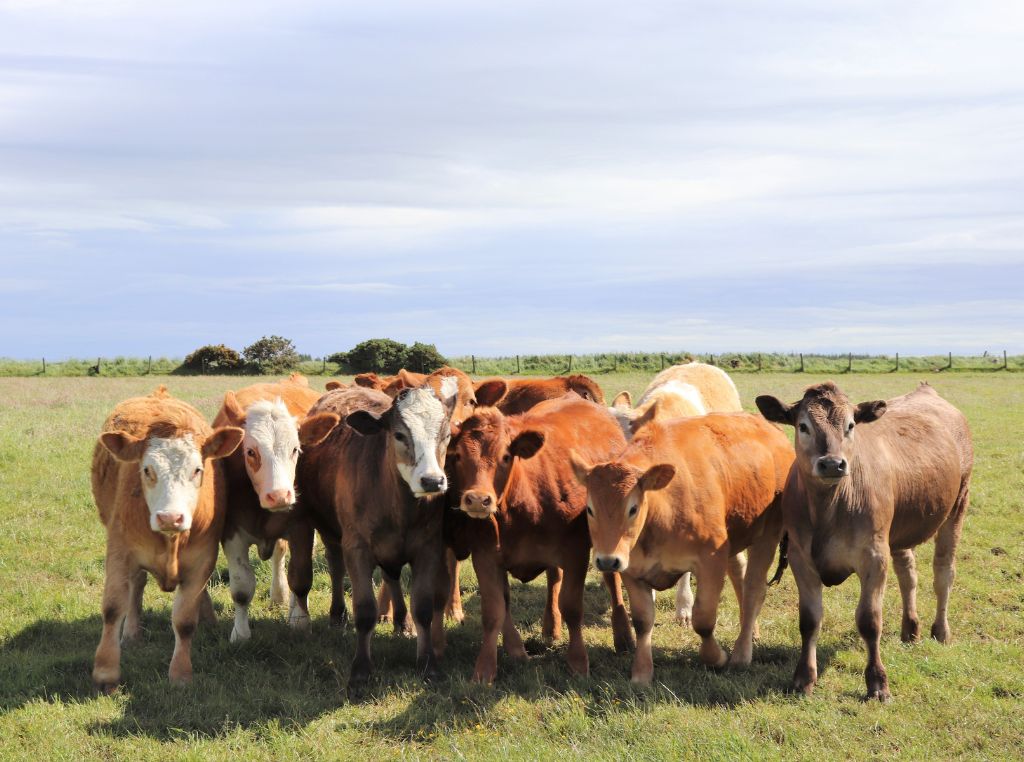 As raças zebuínas (Bos indicus) são originárias da Índia e de regiões tropicais da Ásia. Elas se destacam pela alta resistência ao calor, parasitas e doenças, além de serem mais rústicas e exigirem menos cuidados intensivos.