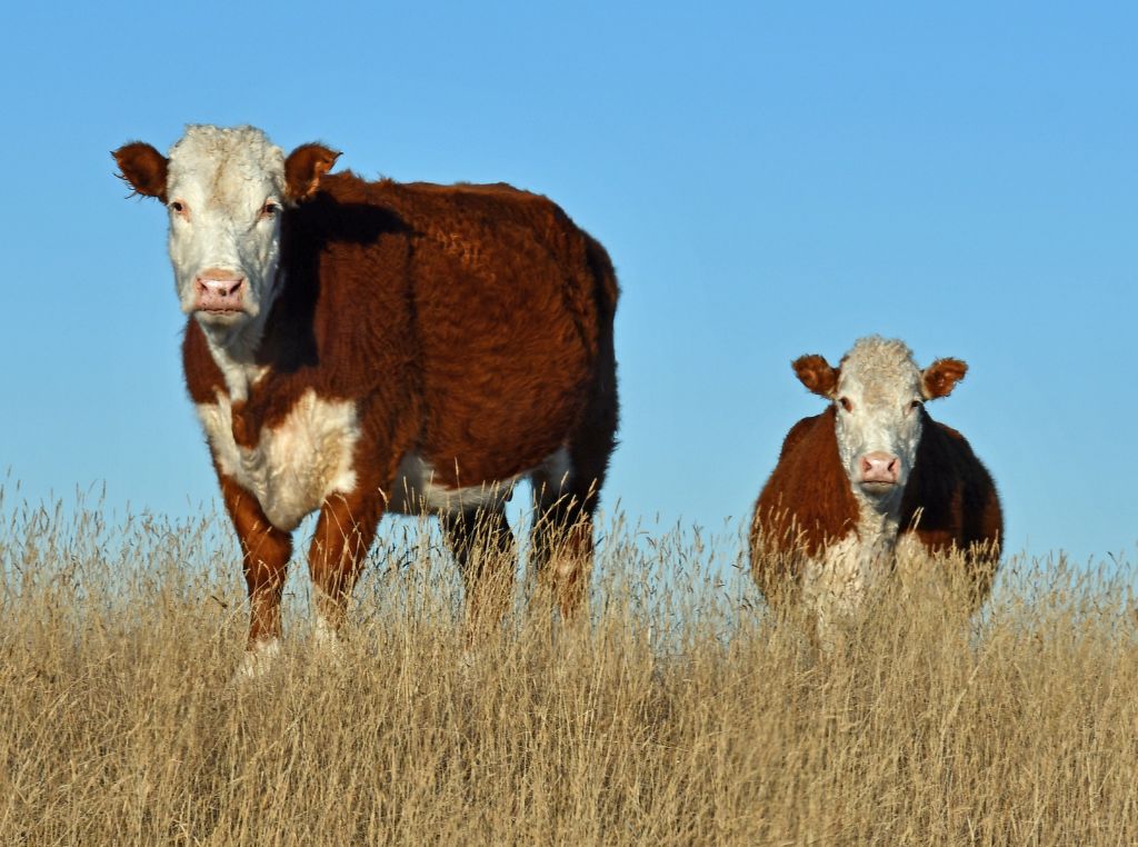 As raças taurinas (Bos taurus) têm origem na Europa e América do Norte, sendo mais indicadas para regiões de clima temperado. São conhecidas pela qualidade superior da carne, precocidade e boa conversão alimentar, mas com menor resistência ao calor extremo.