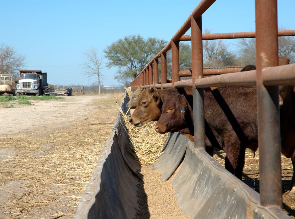 Raças de boi de corte: O mercado de destino da carne também influencia diretamente na lucratividade: