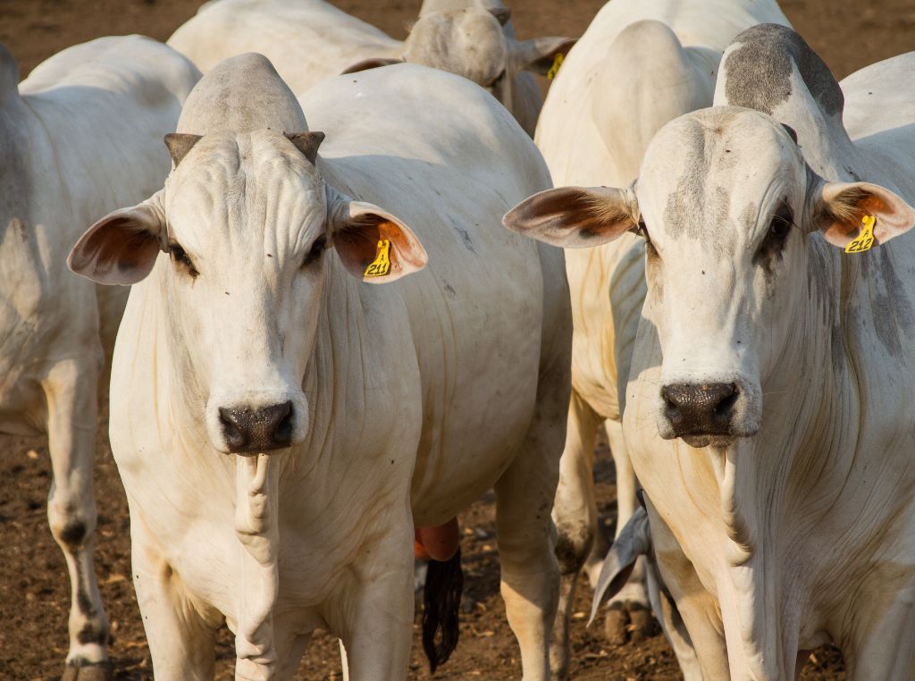 Com tantas raças de boi de corte disponíveis no Brasil, a escolha ideal vai muito além da popularidade ou do valor de mercado. Ela precisa ser estratégica e levar em conta o perfil da fazenda, o tipo de manejo adotado, o clima da região e o objetivo final da produção.
